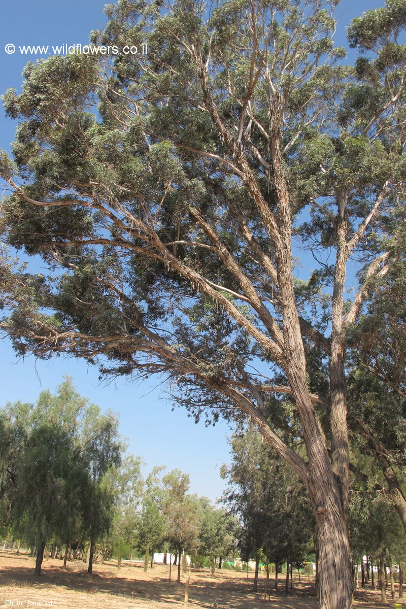 Eucalyptus occidentalis